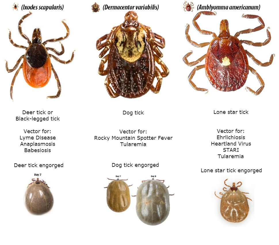 Tick Disease Control Albany, NY